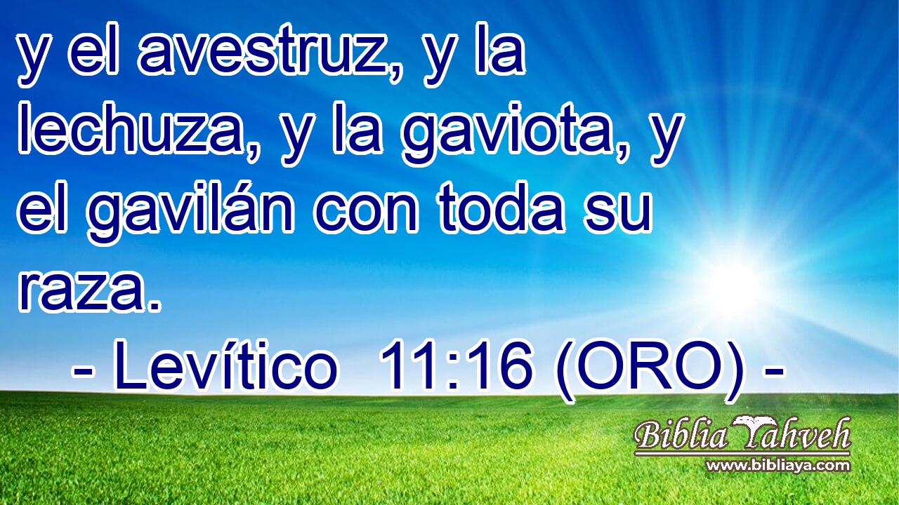  y el avestruz, y la lechuza, y la gaviota, y el gavilán con toda su raza. 