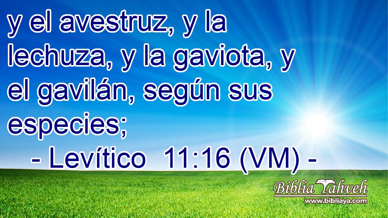  y el avestruz, y la lechuza, y la gaviota, y el gavilán, según sus especies; 