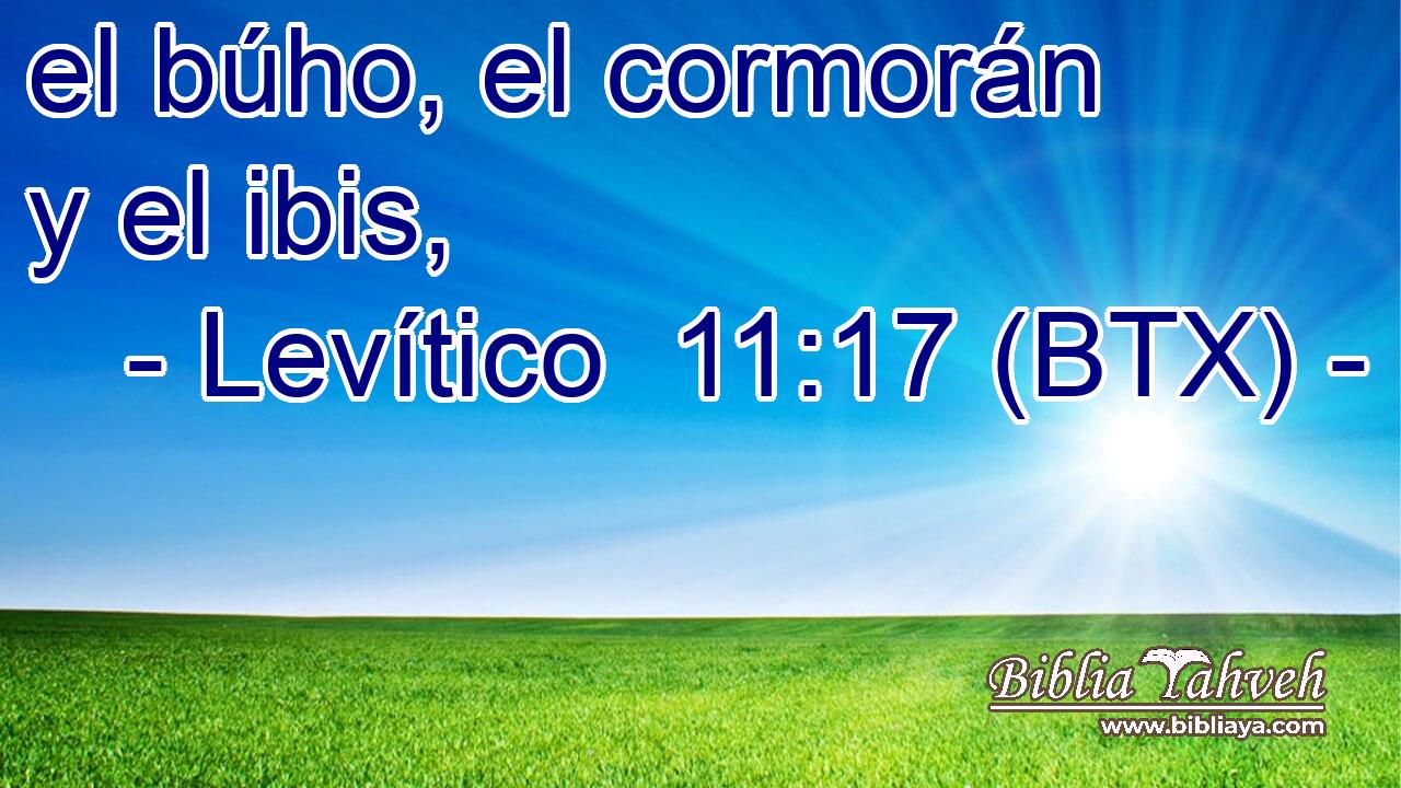 el búho, el cormorán y el ibis,