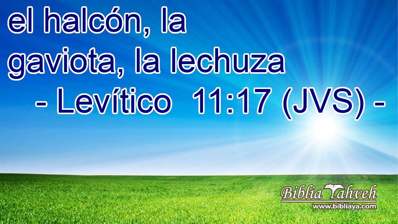 el halcón, la gaviota, la lechuza