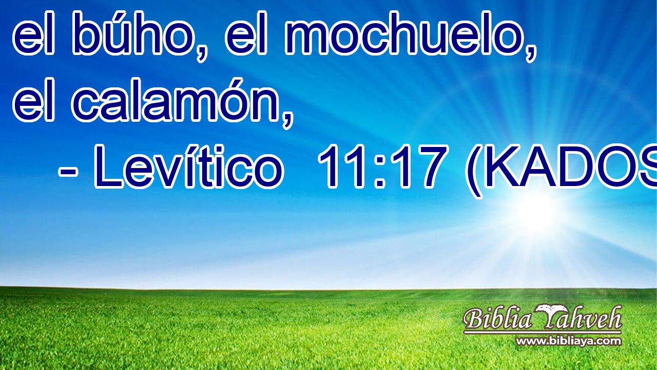  el búho, el mochuelo, el calamón, 