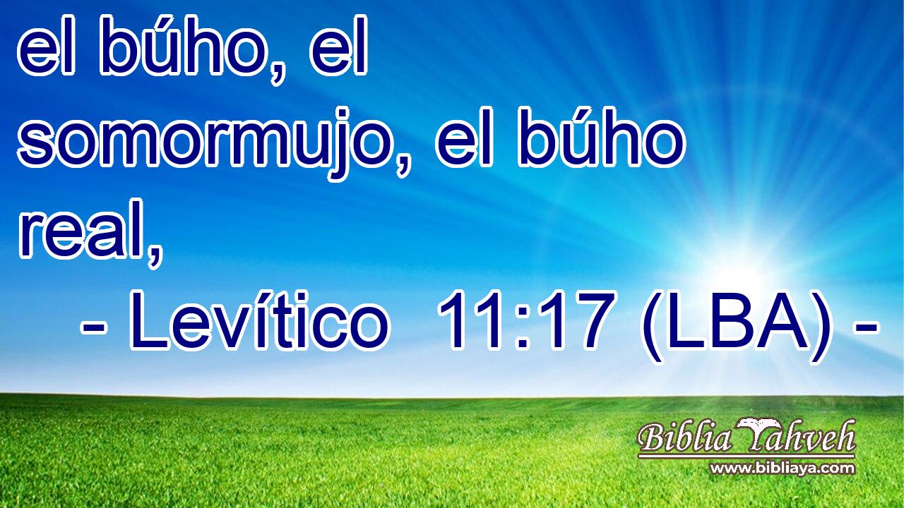 el búho, el somormujo, el búho real,
