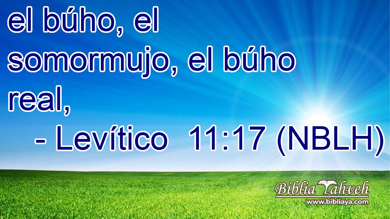  el búho, el somormujo, el búho real, 
