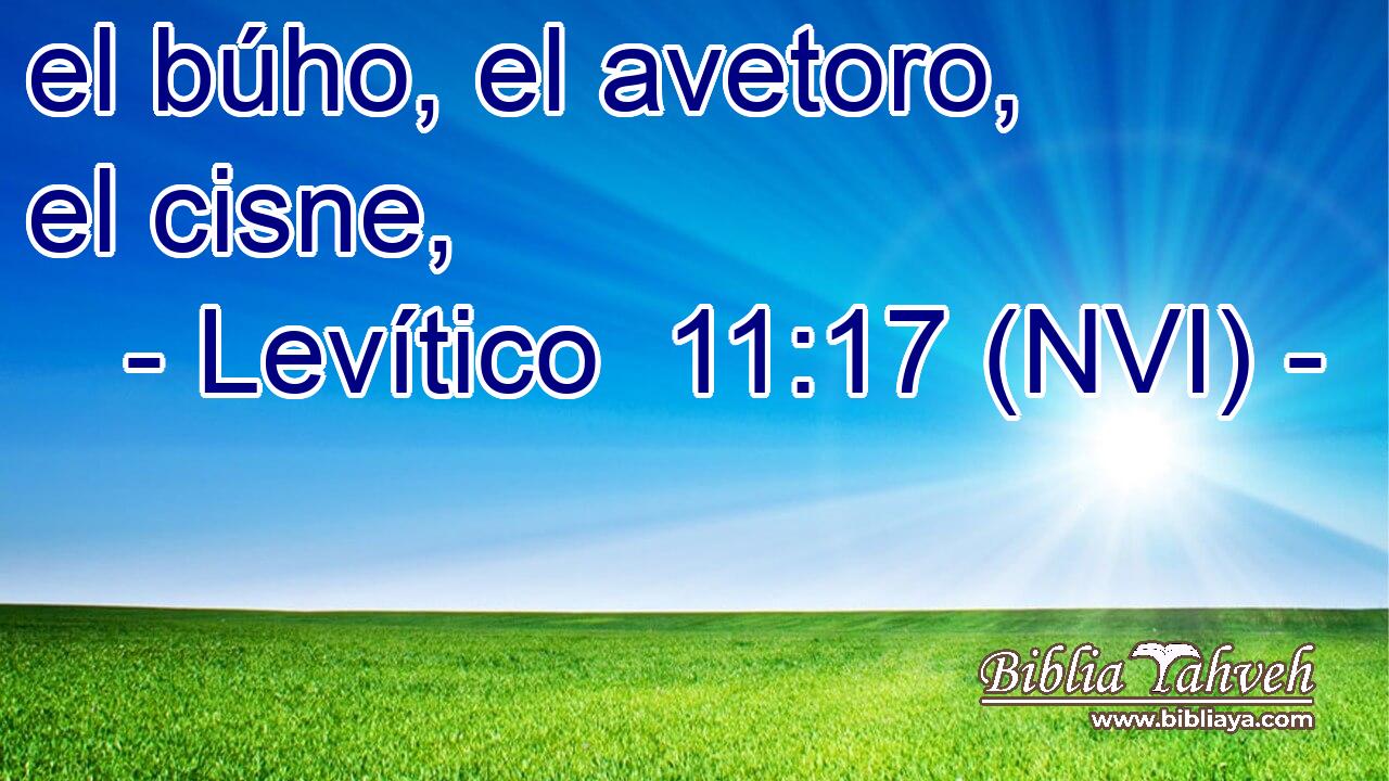  el búho, el avetoro, el cisne, 