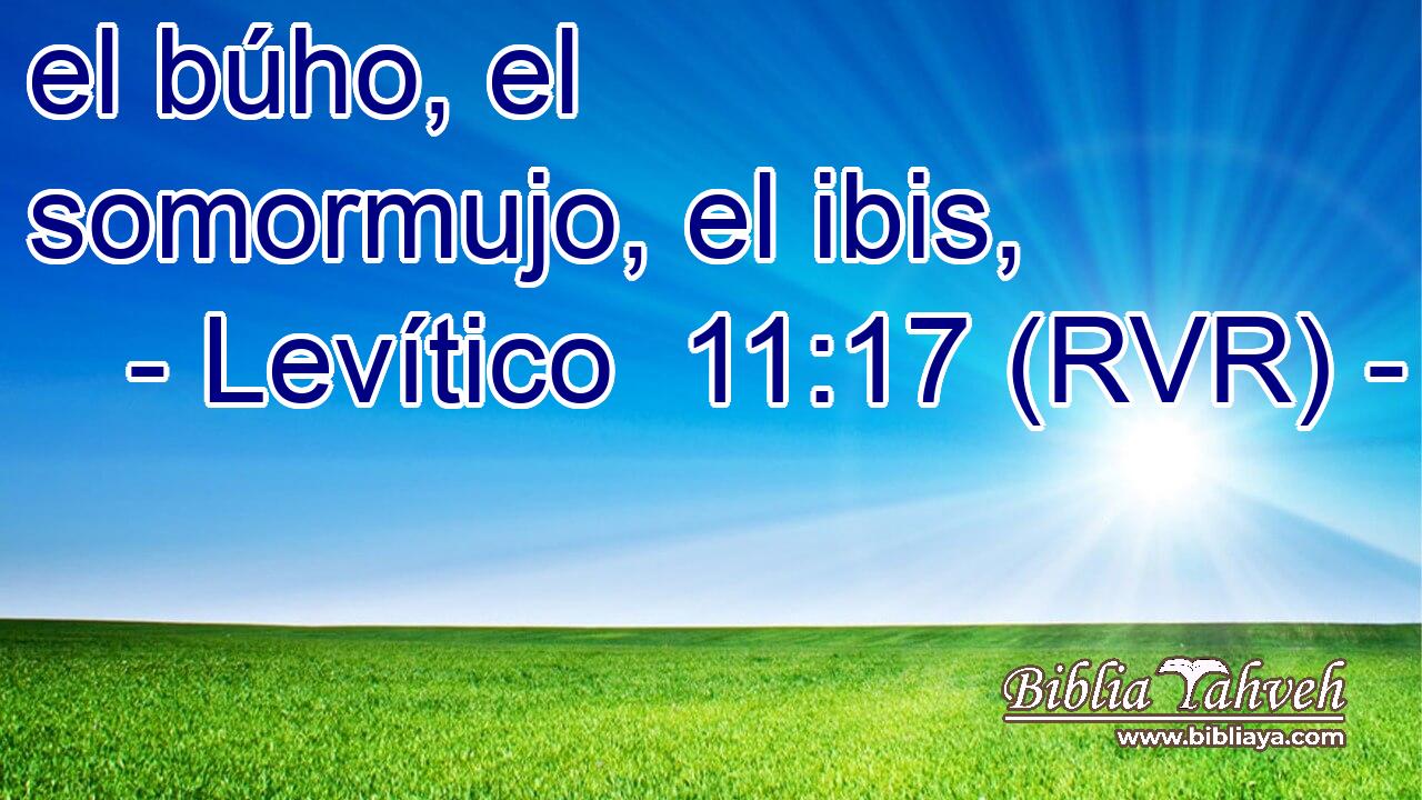 el búho, el somormujo, el ibis,