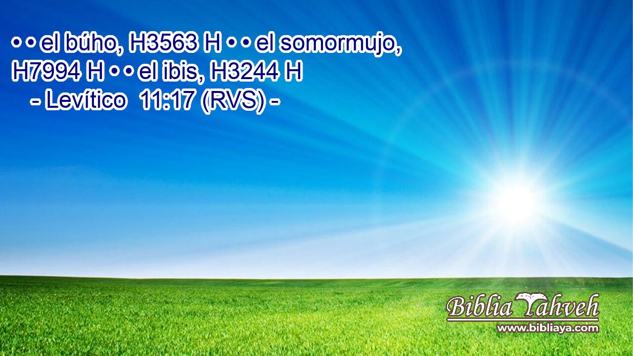 • • el búho, H3563 H • • el somormujo, H7994 H • • el ibis, H3244 H 