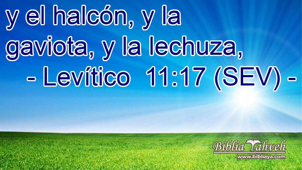 y el halcón, y la gaviota, y la lechuza,