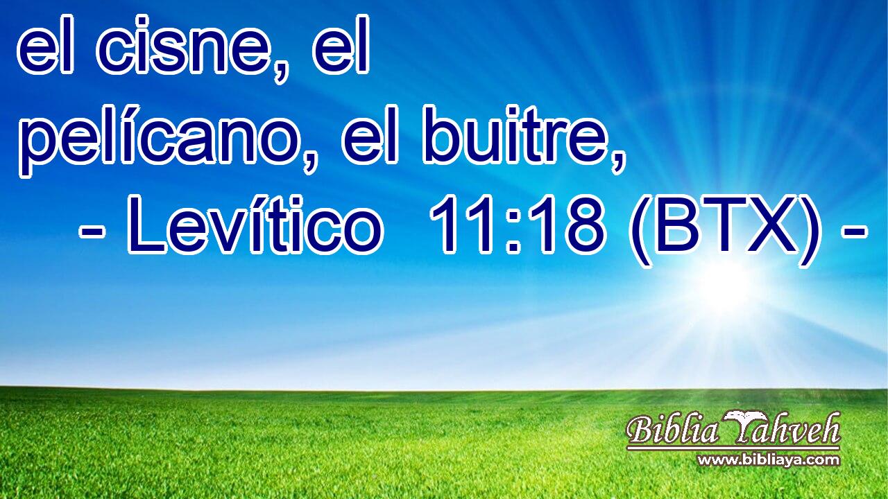 el cisne, el pelícano, el buitre,