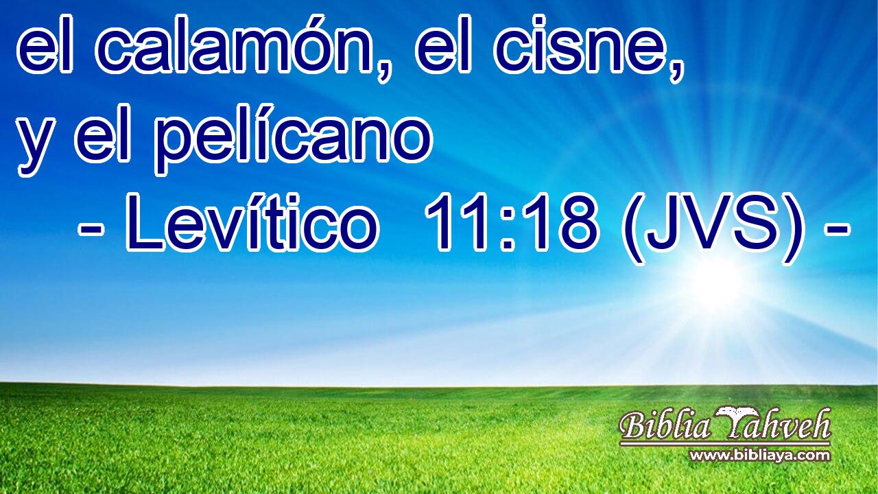 el calamón, el cisne, y el pelícano