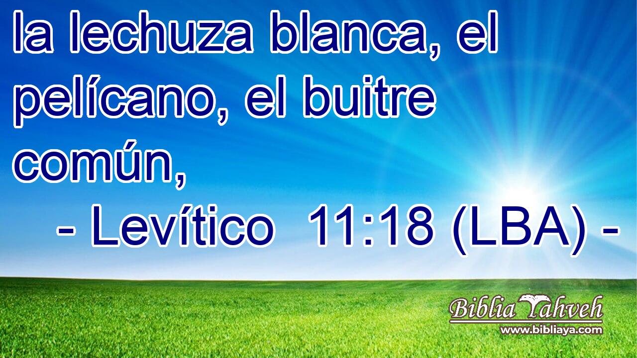 la lechuza blanca, el pelícano, el buitre común,