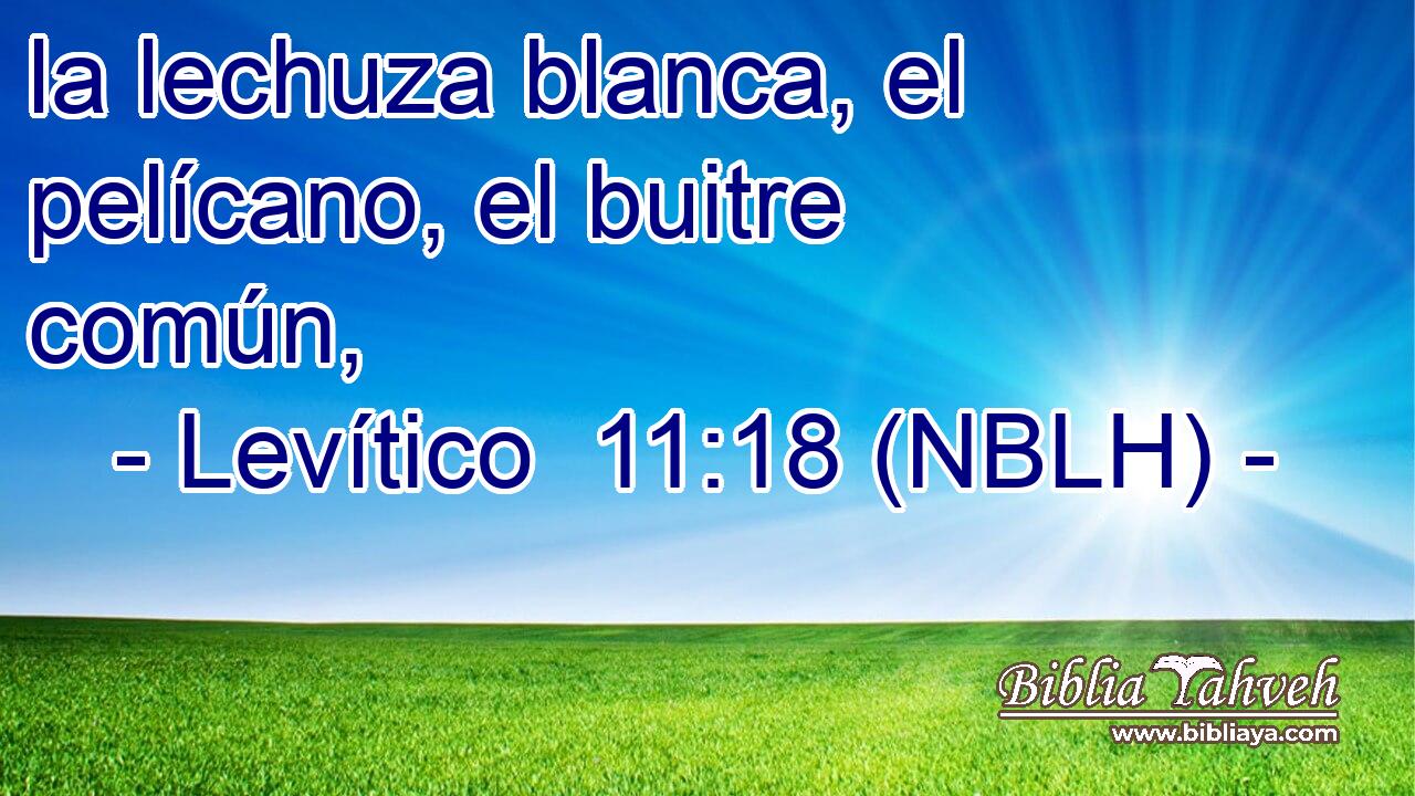  la lechuza blanca, el pelícano, el buitre común, 