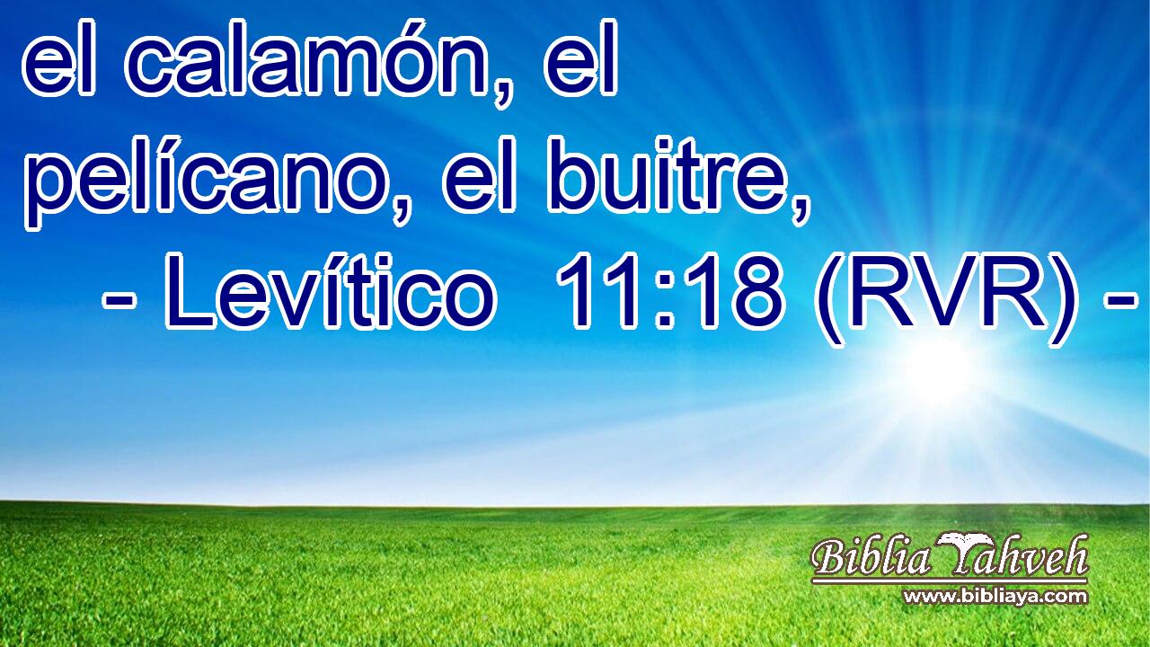 el calamón, el pelícano, el buitre,