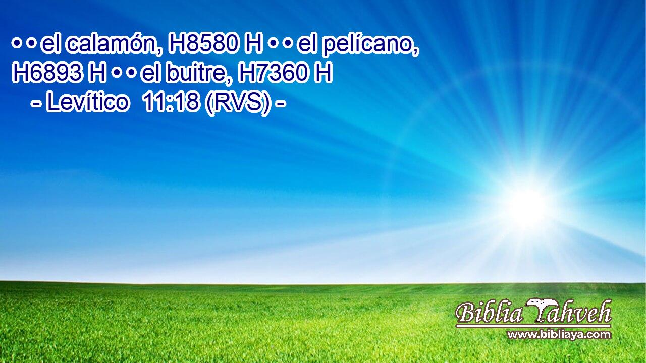 • • el calamón, H8580 H • • el pelícano, H6893 H • • el buitre, H7360 H 