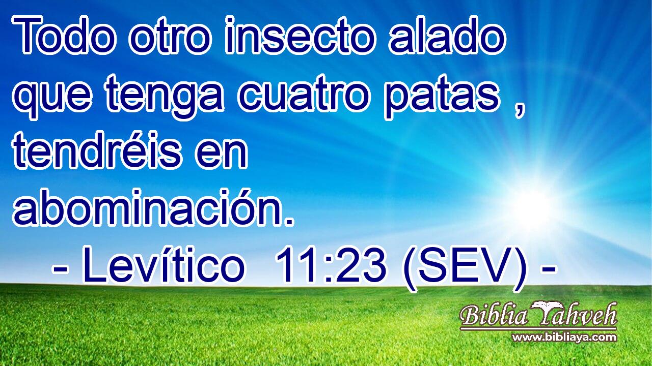 Todo otro insecto alado que tenga cuatro patas , tendréis en abominación.