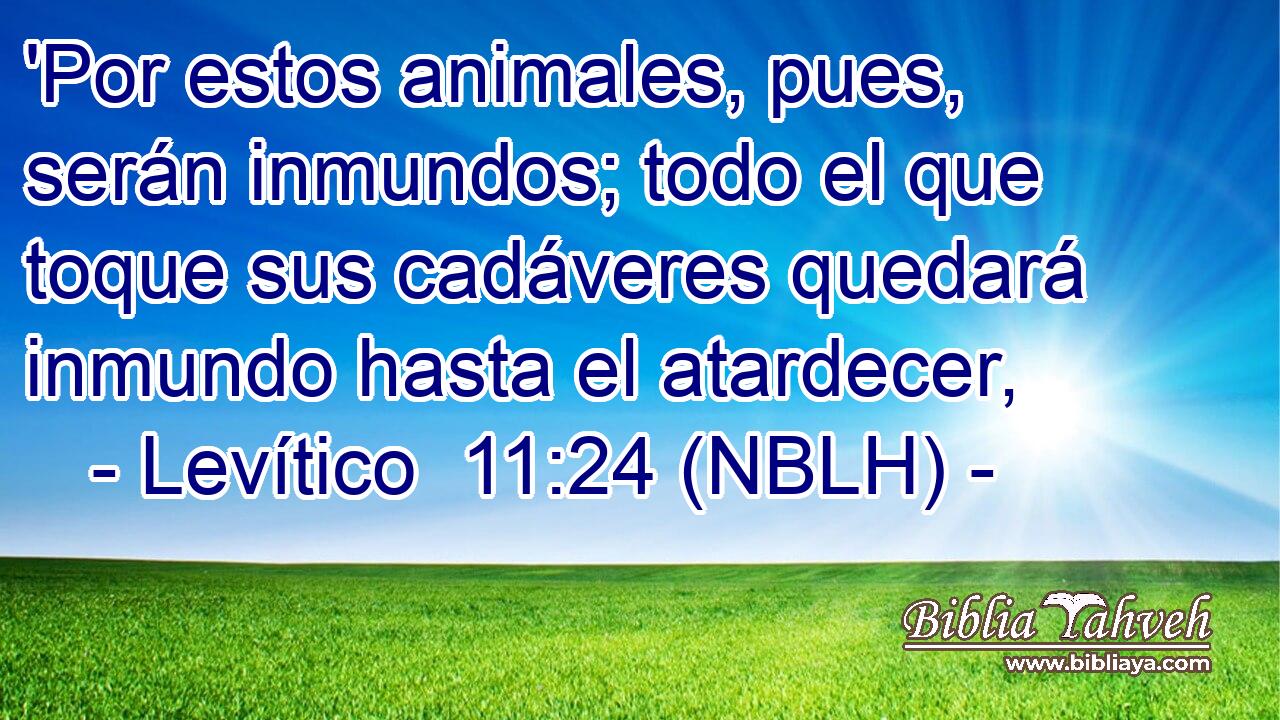  'Por estos animales, pues, serán inmundos; todo el que toque sus cadáveres quedará inmundo hasta el atardecer, 
