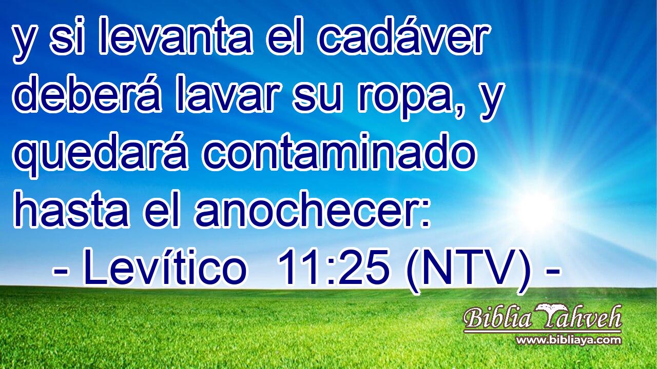 y si levanta el cadáver deberá lavar su ropa, y quedará contaminado hasta el anochecer: