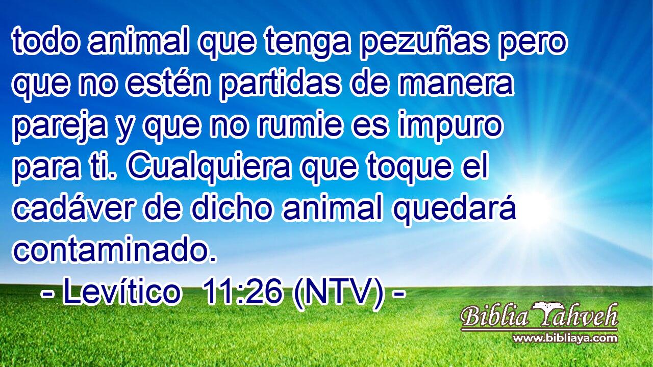 todo animal que tenga pezuñas pero que no estén partidas de manera pareja y que no rumie es impuro para ti. Cualquiera que toque el cadáver de dicho animal quedará contaminado.