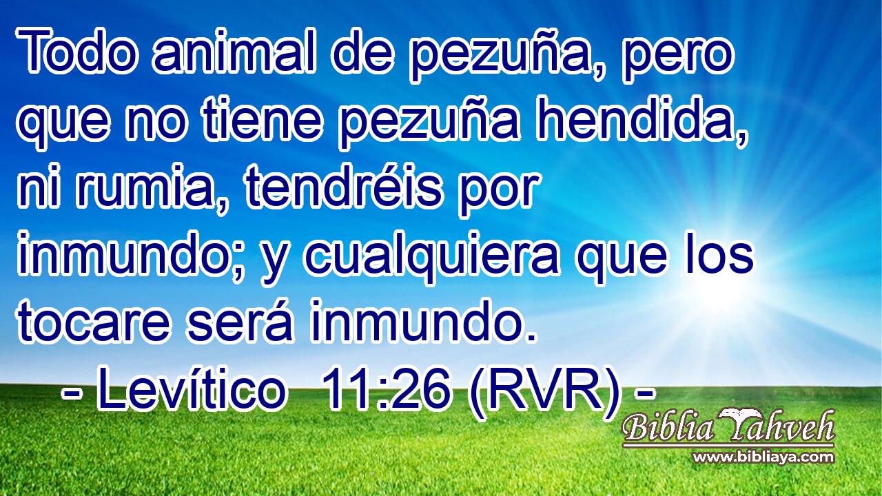 Todo animal de pezuña, pero que no tiene pezuña hendida, ni rumia, tendréis por inmundo; y cualquiera que los tocare será inmundo.
