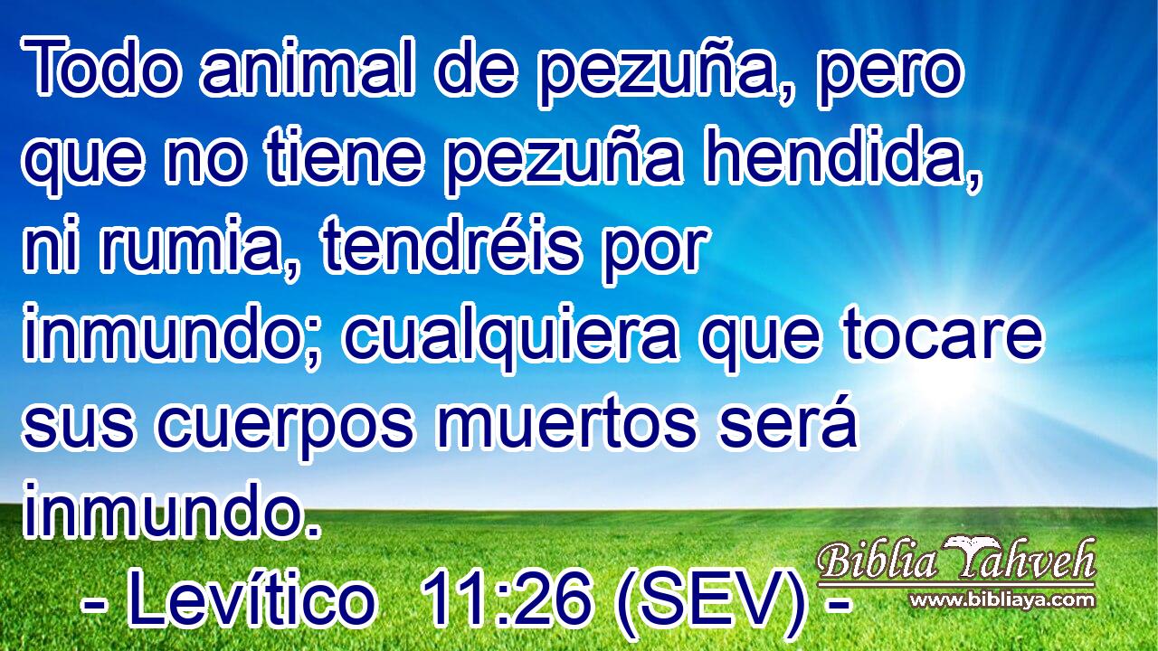 Todo animal de pezuña, pero que no tiene pezuña hendida, ni rumia, tendréis por inmundo; cualquiera que tocare sus cuerpos muertos será inmundo.