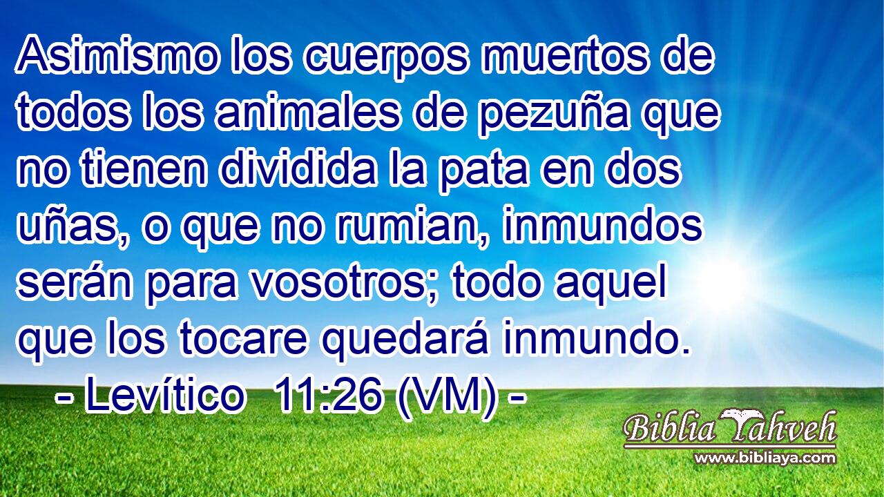  Asimismo los cuerpos muertos de todos los animales de pezuña que no tienen dividida la pata en dos uñas, o que no rumian, inmundos serán para vosotros; todo aquel que los tocare quedará inmundo. 