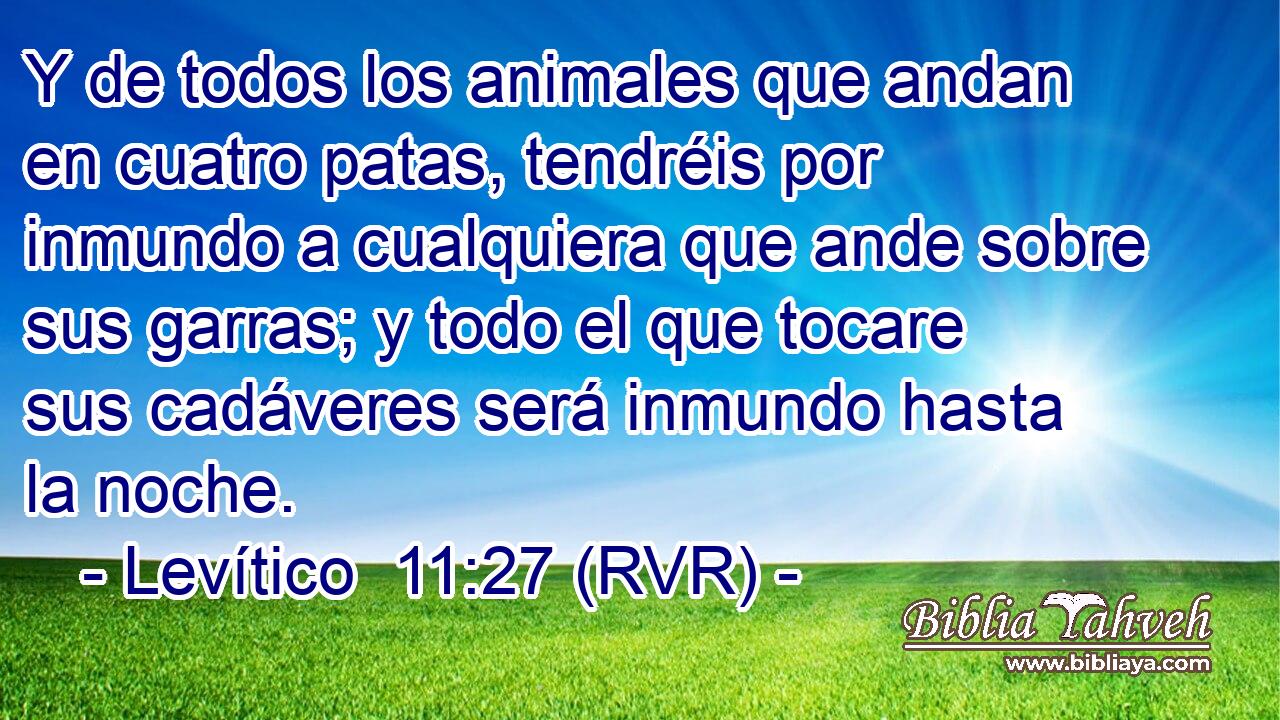 Y de todos los animales que andan en cuatro patas, tendréis por inmundo a cualquiera que ande sobre sus garras; y todo el que tocare sus cadáveres será inmundo hasta la noche.