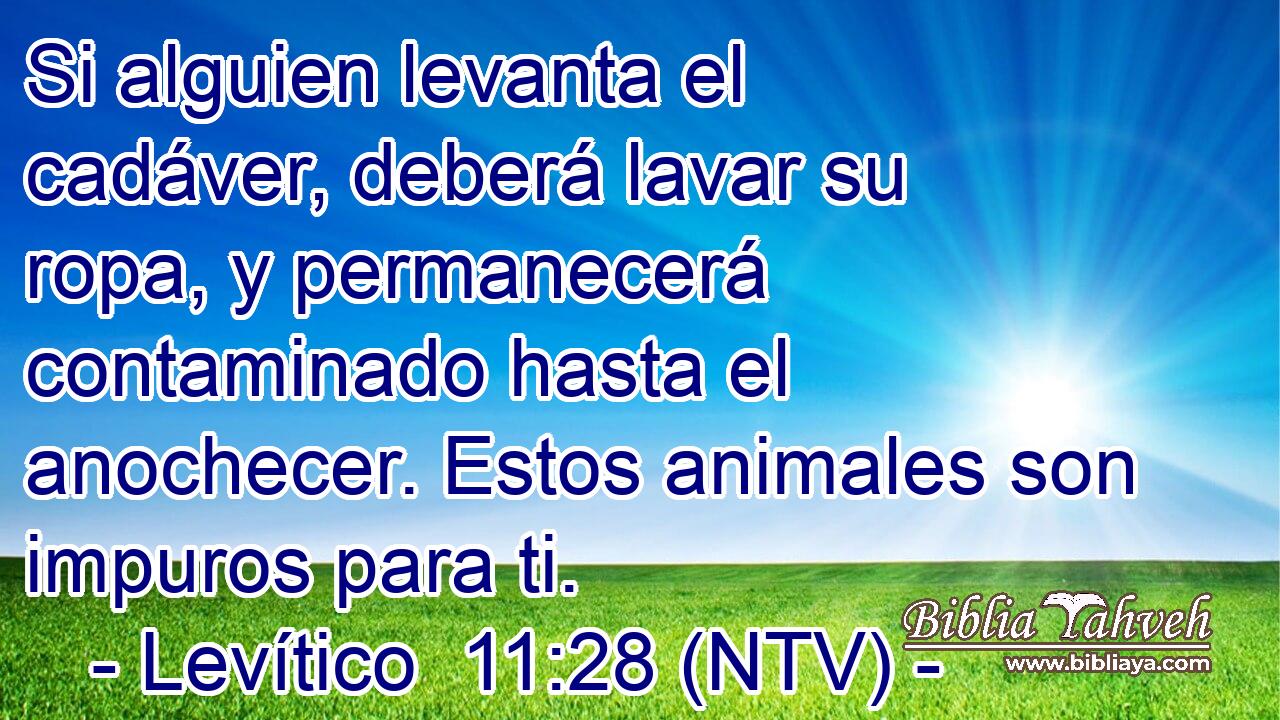 Si alguien levanta el cadáver, deberá lavar su ropa, y permanecerá contaminado hasta el anochecer. Estos animales son impuros para ti.