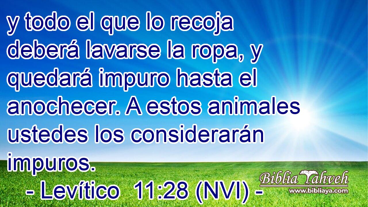  y todo el que lo recoja deberá lavarse la ropa, y quedará impuro hasta el anochecer. A estos animales ustedes los considerarán impuros. 