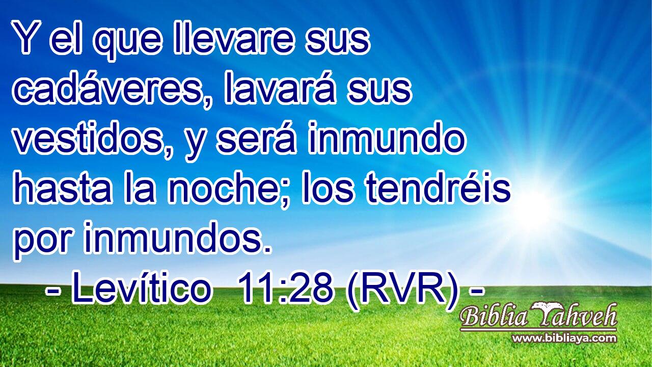 Y el que llevare sus cadáveres, lavará sus vestidos, y será inmundo hasta la noche; los tendréis por inmundos.