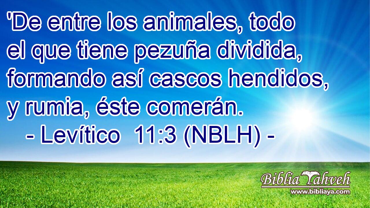  'De entre los animales, todo el que tiene pezuña dividida, formando así cascos hendidos, y rumia, éste comerán. 