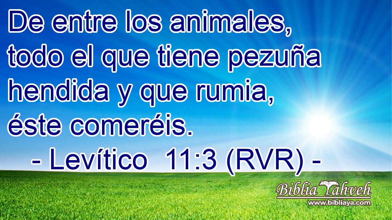 De entre los animales, todo el que tiene pezuña hendida y que rumia, éste comeréis.