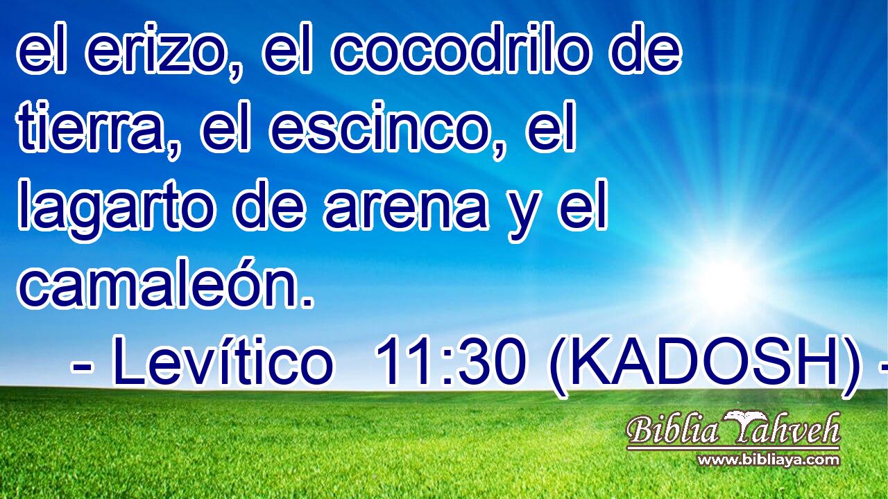  el erizo, el cocodrilo de tierra, el escinco, el lagarto de arena y el camaleón. 