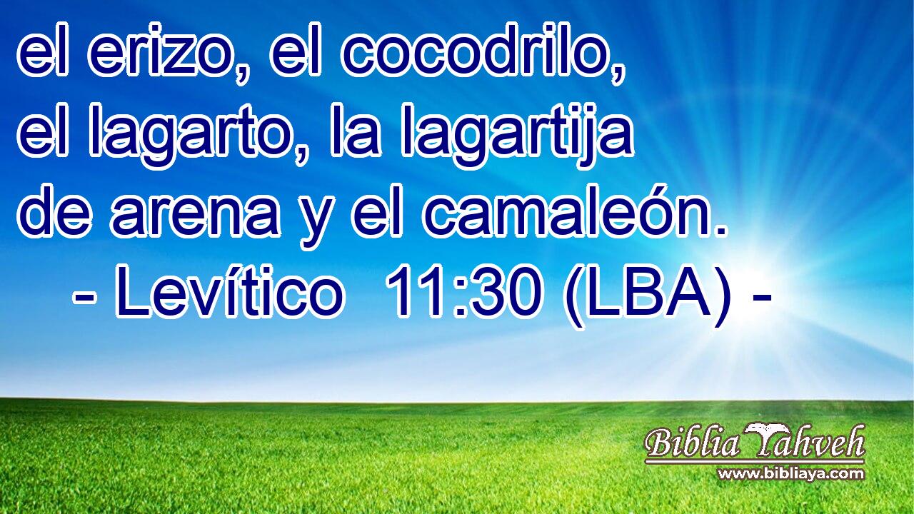 el erizo, el cocodrilo, el lagarto, la lagartija de arena y el camaleón.
