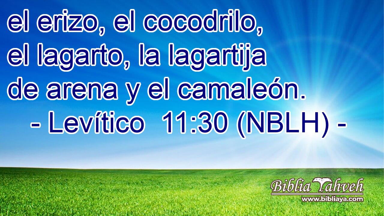 Levítico 11:30 (NBLH) - el erizo, el cocodrilo, el lagarto, la ...