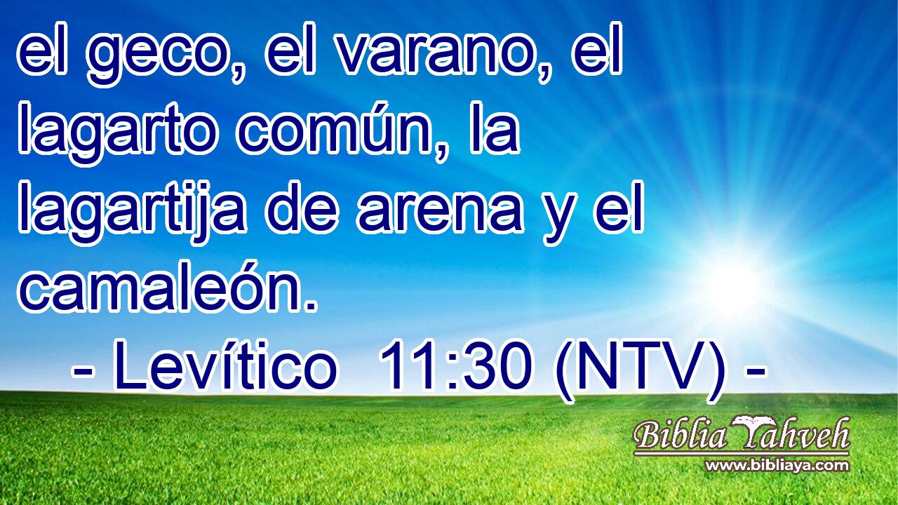 el geco, el varano, el lagarto común, la lagartija de arena y el camaleón.