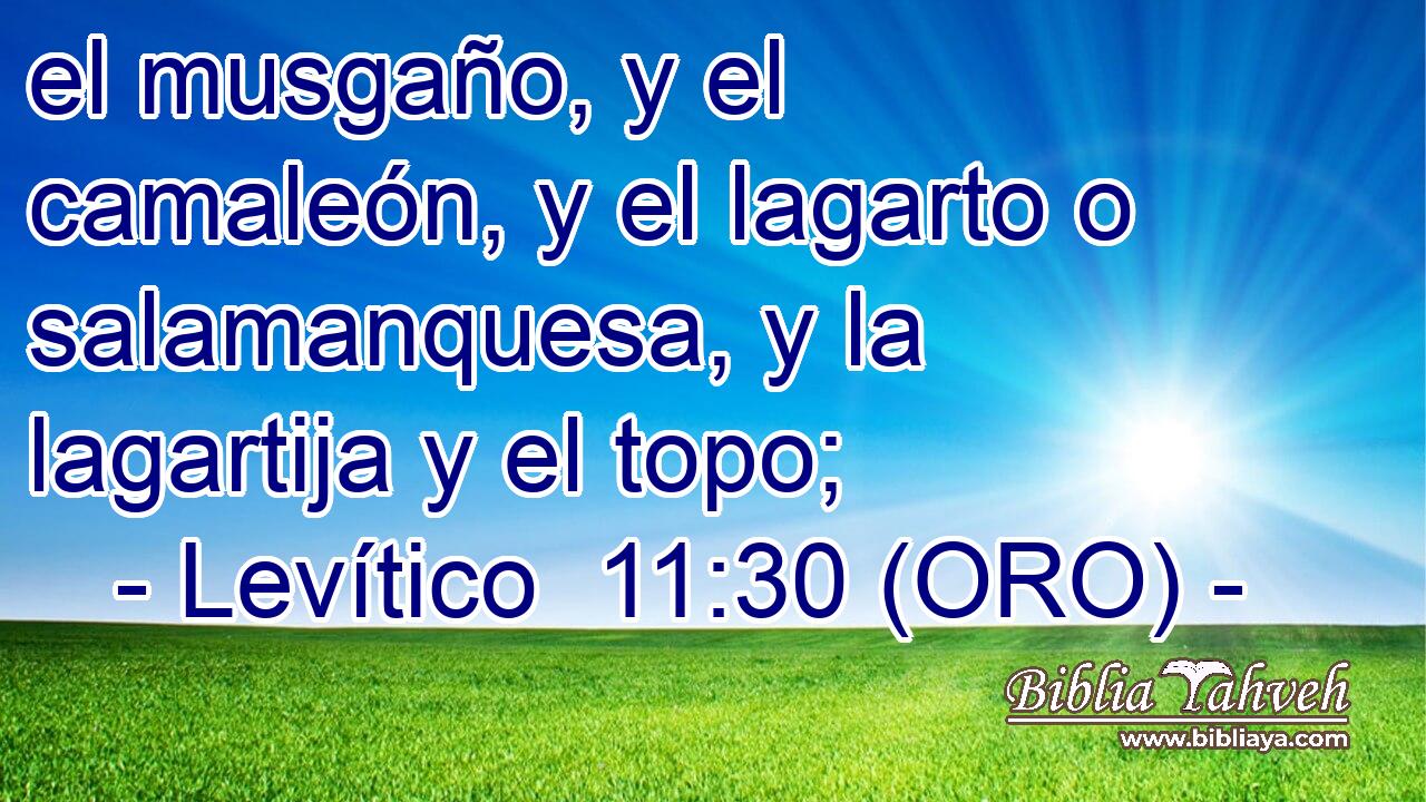  el musgaño, y el camaleón, y el lagarto o salamanquesa, y la lagartija y el topo; 