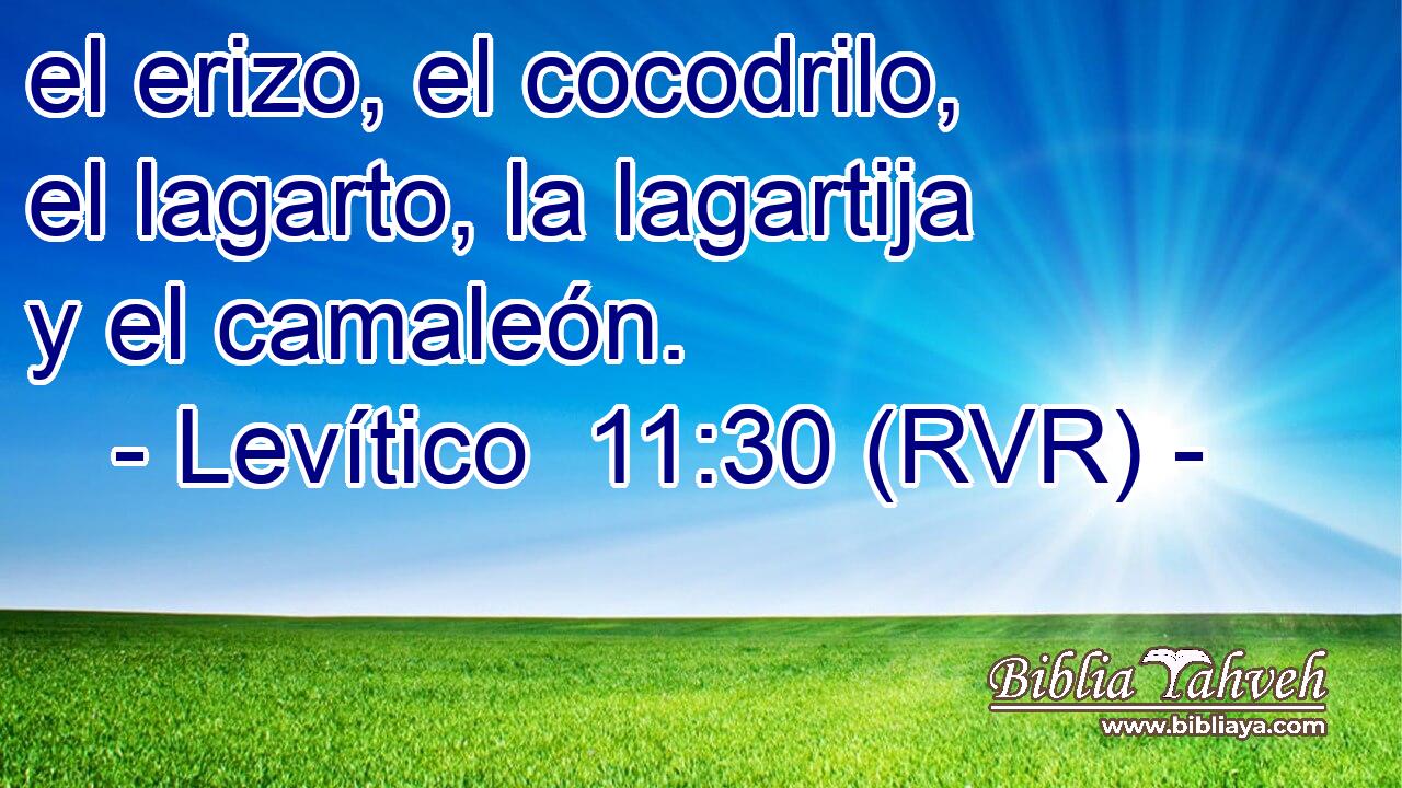 el erizo, el cocodrilo, el lagarto, la lagartija y el camaleón.