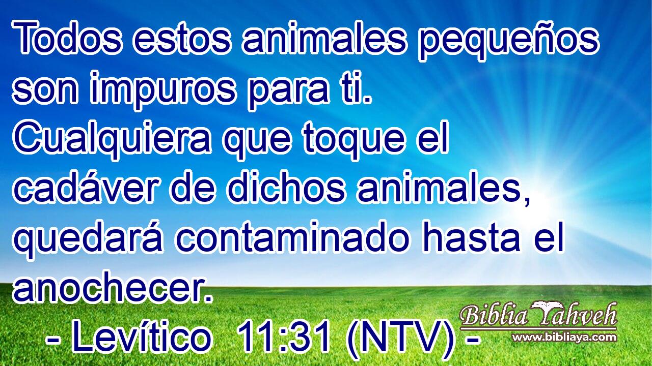Todos estos animales pequeños son impuros para ti. Cualquiera que toque el cadáver de dichos animales, quedará contaminado hasta el anochecer.