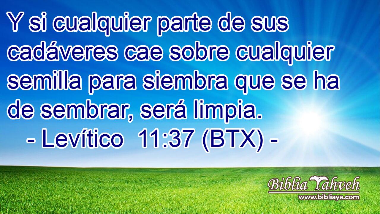 Y si cualquier parte de sus cadáveres cae sobre cualquier semilla para siembra que se ha de sembrar, será limpia.