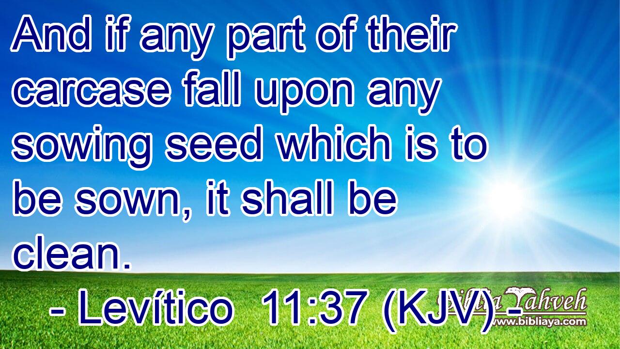 And if any part of their carcase fall upon any sowing seed which is to be sown, it shall be clean.