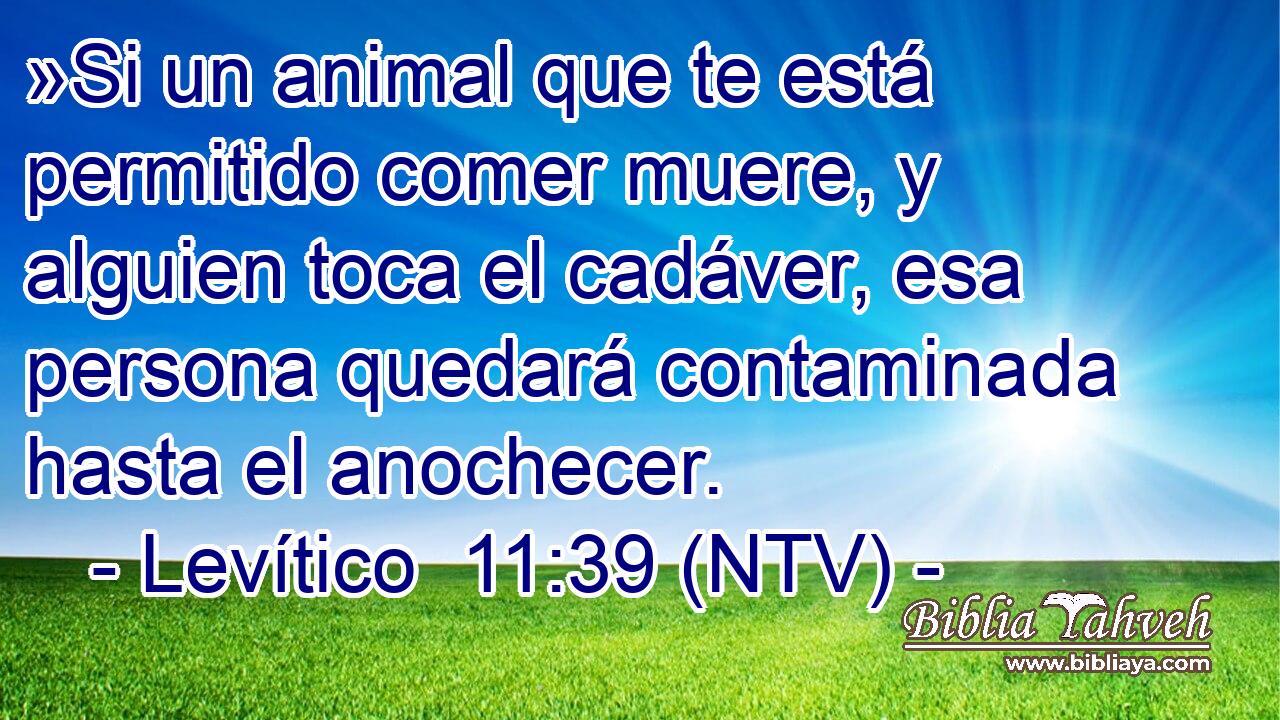 »Si un animal que te está permitido comer muere, y alguien toca el cadáver, esa persona quedará contaminada hasta el anochecer.