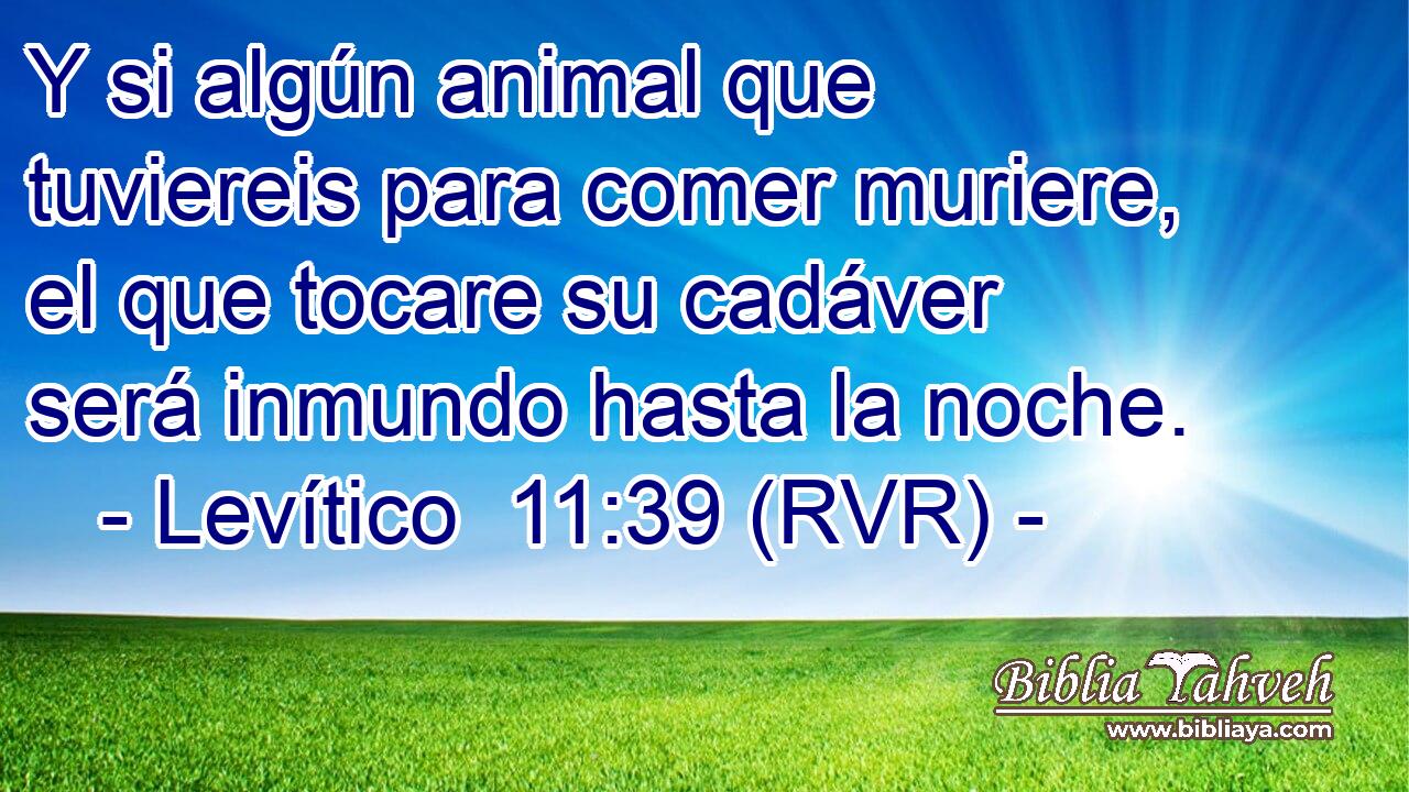 Y si algún animal que tuviereis para comer muriere, el que tocare su cadáver será inmundo hasta la noche.