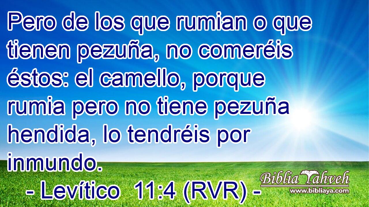 Pero de los que rumian o que tienen pezuña, no comeréis éstos: el camello, porque rumia pero no tiene pezuña hendida, lo tendréis por inmundo.