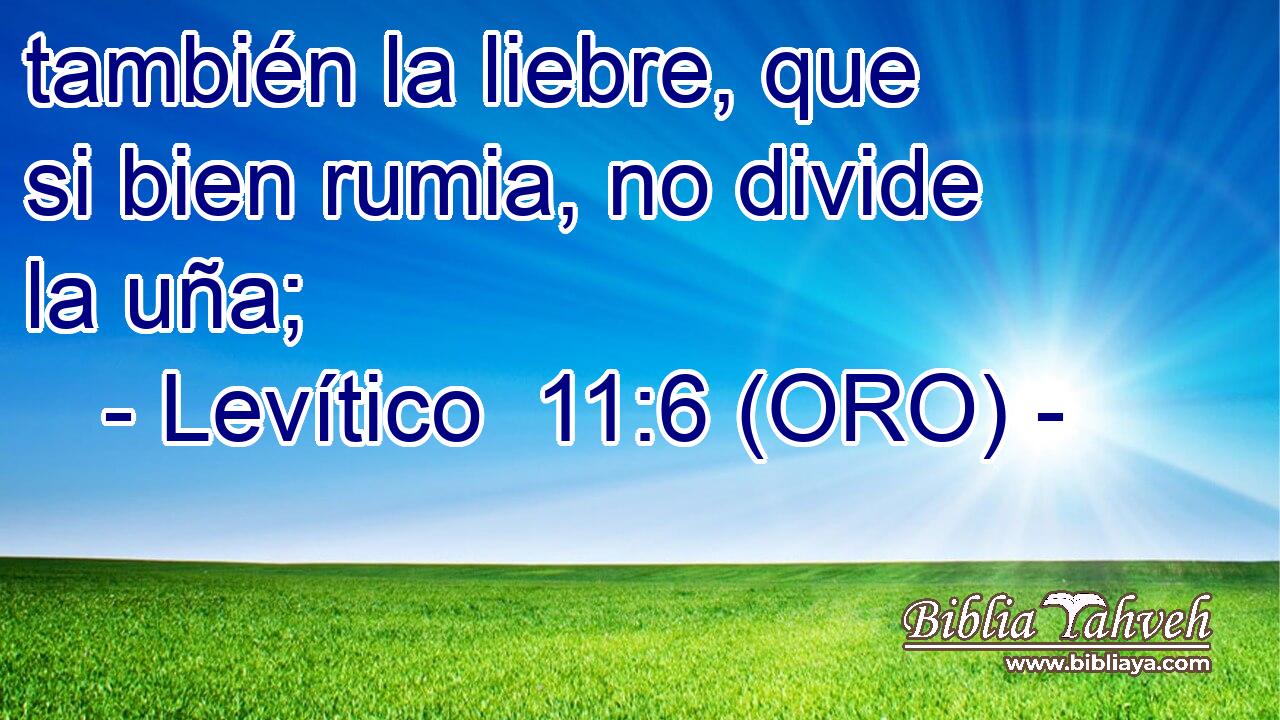  también la liebre, que si bien rumia, no divide la uña; 