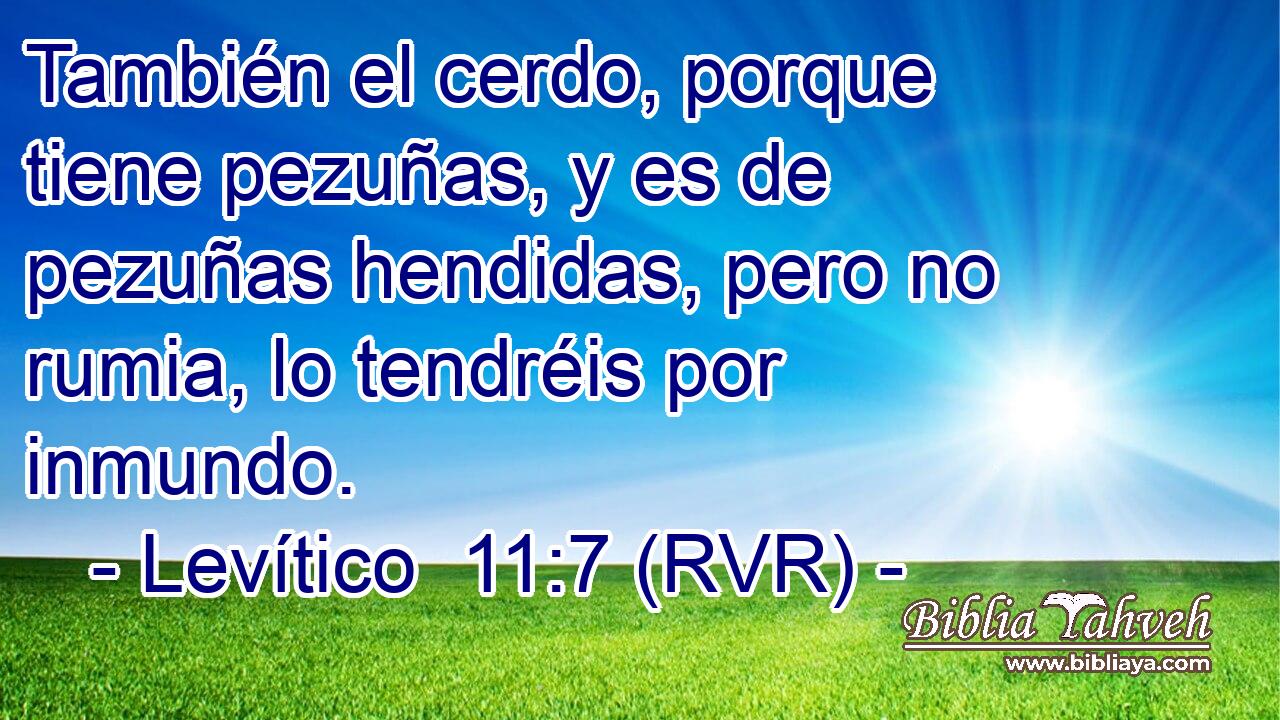 También el cerdo, porque tiene pezuñas, y es de pezuñas hendidas, pero no rumia, lo tendréis por inmundo.