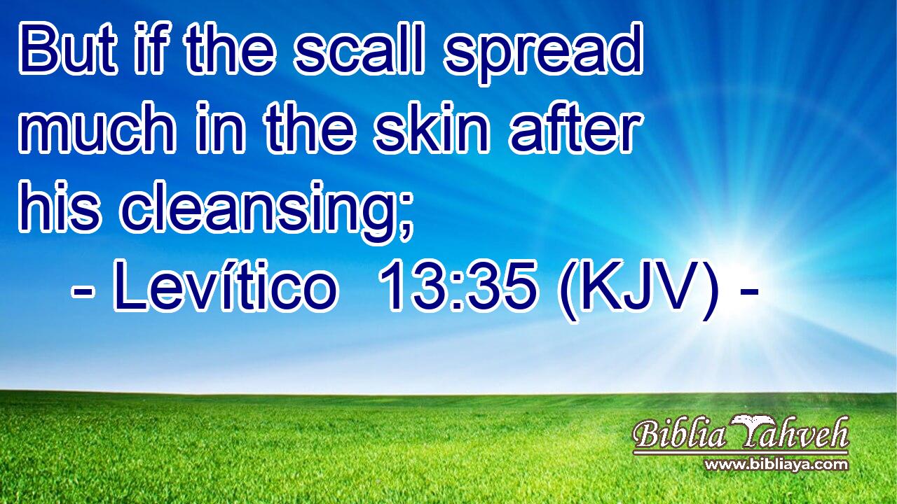 But if the scall spread much in the skin after his cleansing;
