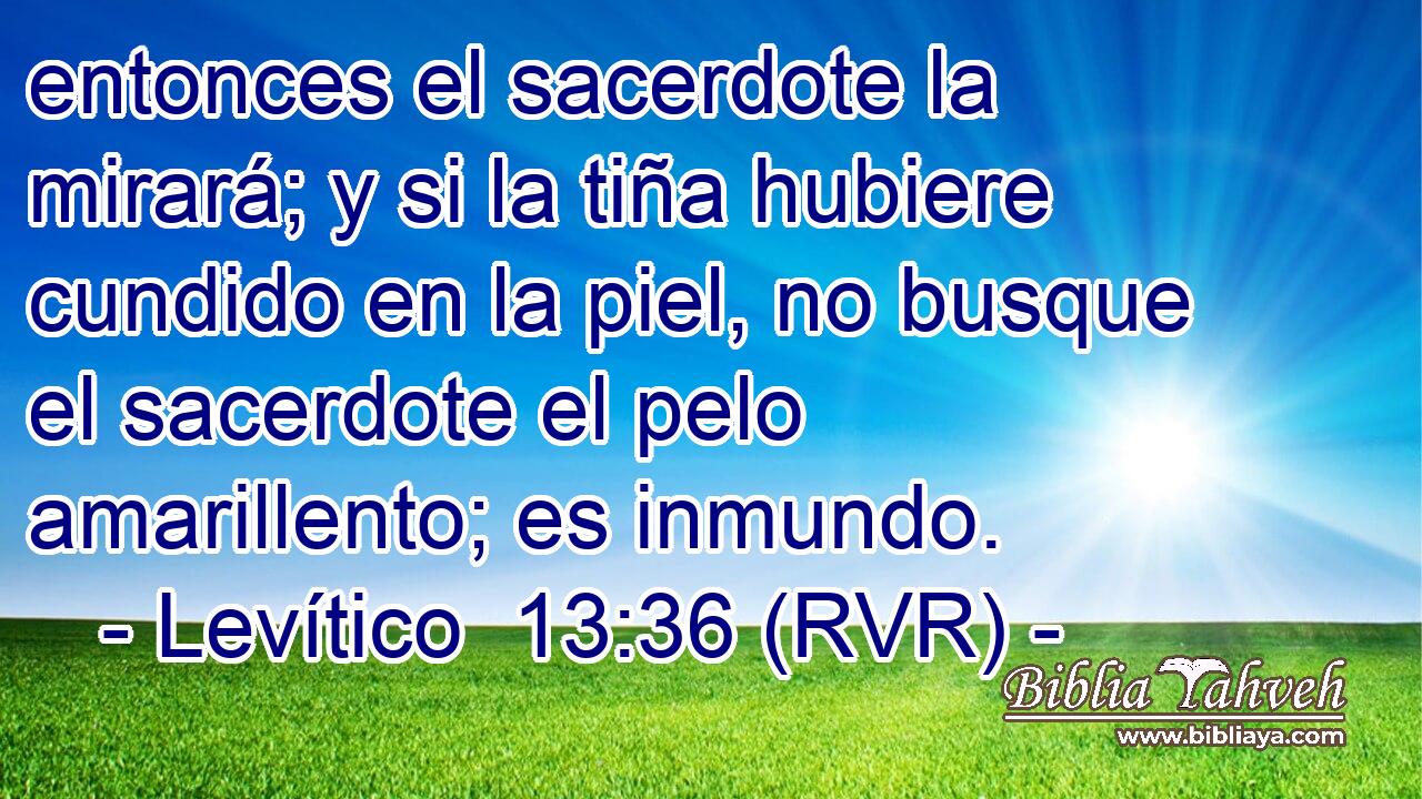 entonces el sacerdote la mirará; y si la tiña hubiere cundido en la piel, no busque el sacerdote el pelo amarillento; es inmundo.