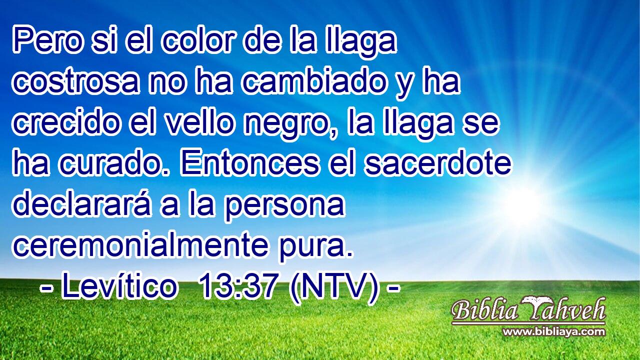 Pero si el color de la llaga costrosa no ha cambiado y ha crecido el vello negro, la llaga se ha curado. Entonces el sacerdote declarará a la persona ceremonialmente pura.