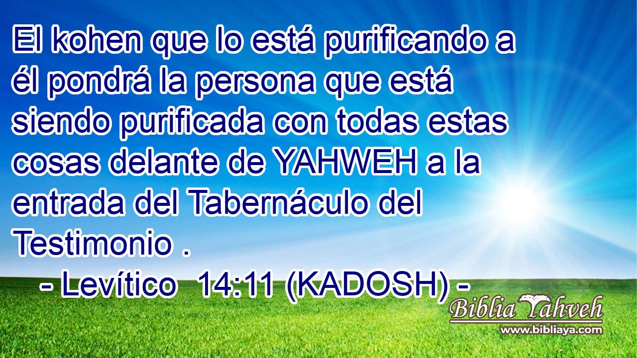  El kohen que lo está purificando a él pondrá la persona que está siendo purificada con todas estas cosas delante de YAHWEH a la entrada del Tabernáculo del Testimonio . 