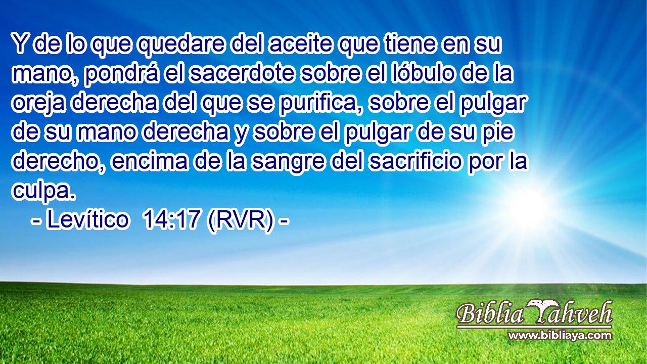 Y de lo que quedare del aceite que tiene en su mano, pondrá el sacerdote sobre el lóbulo de la oreja derecha del que se purifica, sobre el pulgar de su mano derecha y sobre el pulgar de su pie derecho, encima de la sangre del sacrificio por la culpa.