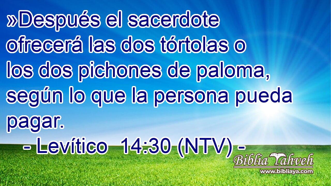 »Después el sacerdote ofrecerá las dos tórtolas o los dos pichones de paloma, según lo que la persona pueda pagar.